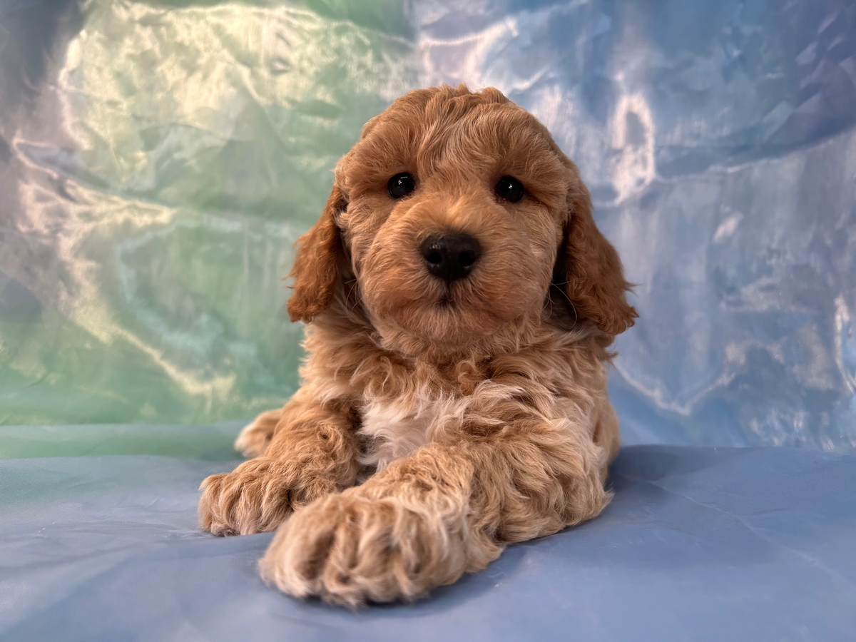 Male Mini Schnoodle Puppy for Sale DOB 10-30-2022 $1200
